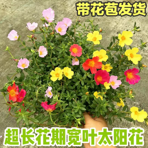 大叶太阳花盆栽带花阳台庭院宽叶阔叶单瓣太阳花混色宿根耐热耐晒