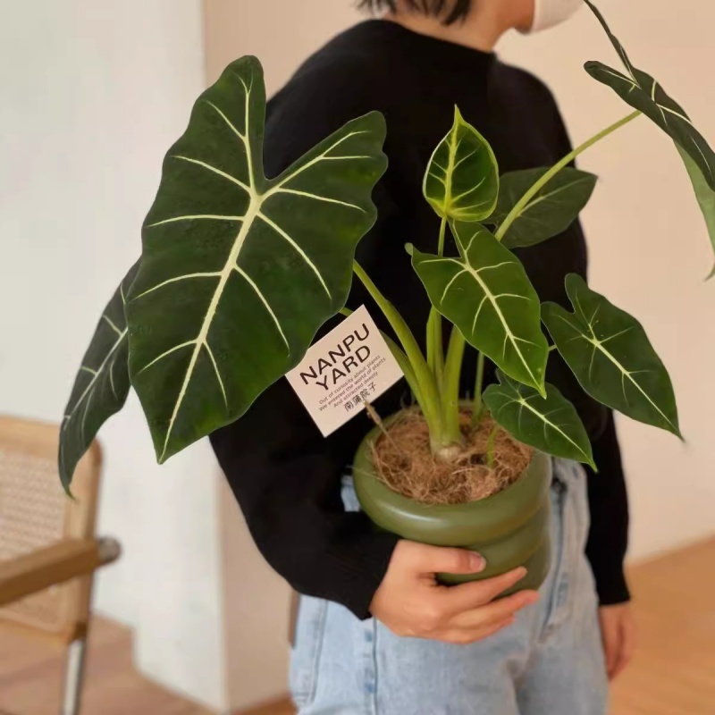 绿天鹅海芋盆栽室内大型观叶绿植网红大叶天鹅绒客厅四季常青好养