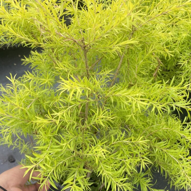 黄金香柳植物花苗 室外庭院阳台植物 千层金盆栽四季常青好养包邮