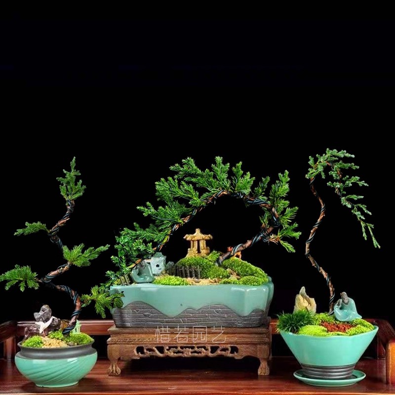 迎客松造型盆景四季常青盆栽松柏地柏室内盆景办公室盆景阳台庭院