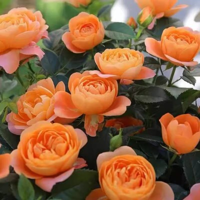 春夏秋开花灌木月季特大花浓香果汁阳台庭院花卉植物盆栽玫瑰花苗