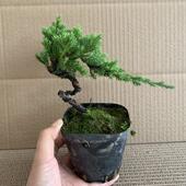 迎客松造型微型桌面地柏松树盆景盆栽植物四季 青客厅净化空气悬崖