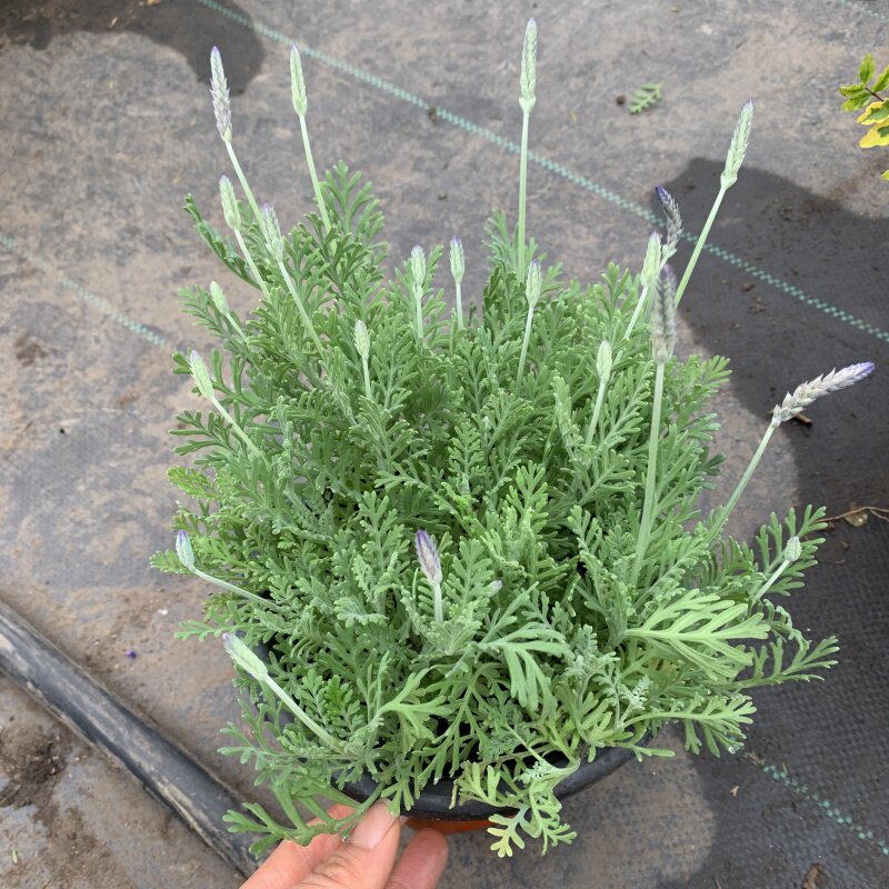 薰衣草盆栽花苗室内阳台绿植花卉带花羽叶薰衣草成品植物净化空气