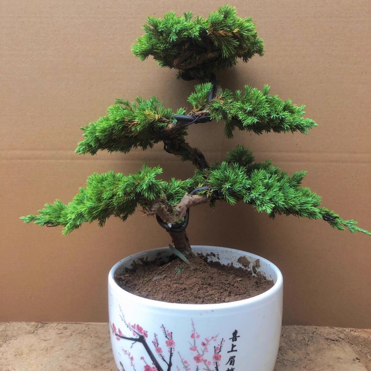 迎客松松柏造型盆景绿植真树室内外办公桌松柏景观树盆栽四季常青