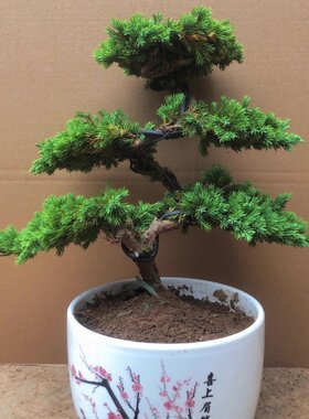 迎客松松柏造型盆景绿植真树室内外办公桌松柏景观树盆栽四季常青