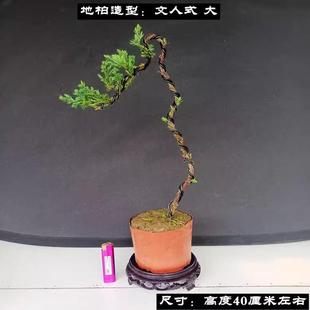 地柏迎客松盆景盆栽文人造型树苗庭院室内观叶植物悬崖松柏真树