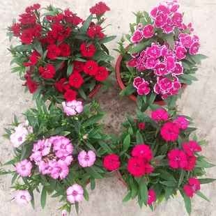 五彩美国石竹花苗耐寒热常夏石竹盆栽带花苞欧石竹康乃馨花镜植物