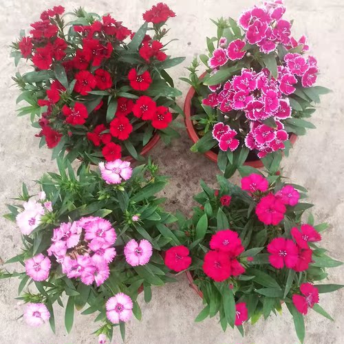 五彩美国石竹花苗耐寒热常夏石竹盆栽带花苞欧石竹康乃馨花镜植物