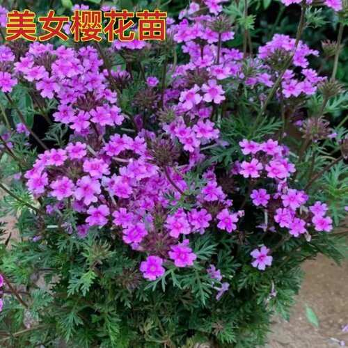 美女樱盆栽花苗带花庭院绿植阳台四季耐热耐寒地被多年生宿根草花