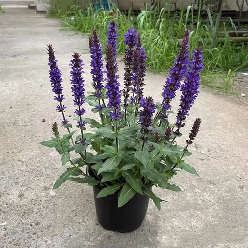 蓝花林荫鼠尾草盆栽阳台庭院花镜植物萨利芳一串蓝墨西哥带花大苗