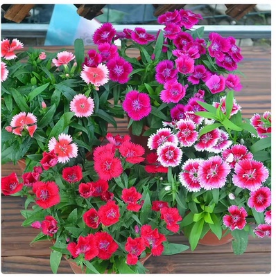 五彩石竹花苗常夏石竹盆栽阳台户外庭院好养多年生四季开花带花苞