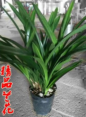 包邮兰花苗四季兰金边企黑剑兰