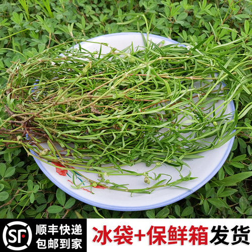 白花蛇舌草销量排行榜 白花蛇舌草品牌热度排名 小麦优选
