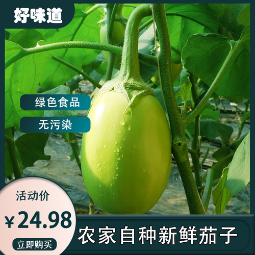 青茄子新鲜蔬菜包邮绿皮茄子 湖北青皮茄子 圆茄子 非紫茄子