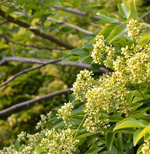 法国进口 花梨木精油 单方精油 10ml美白毛孔保湿提神