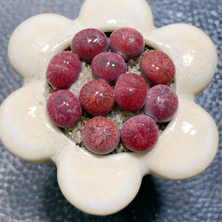 4-32岛田酒红紫薰带盆