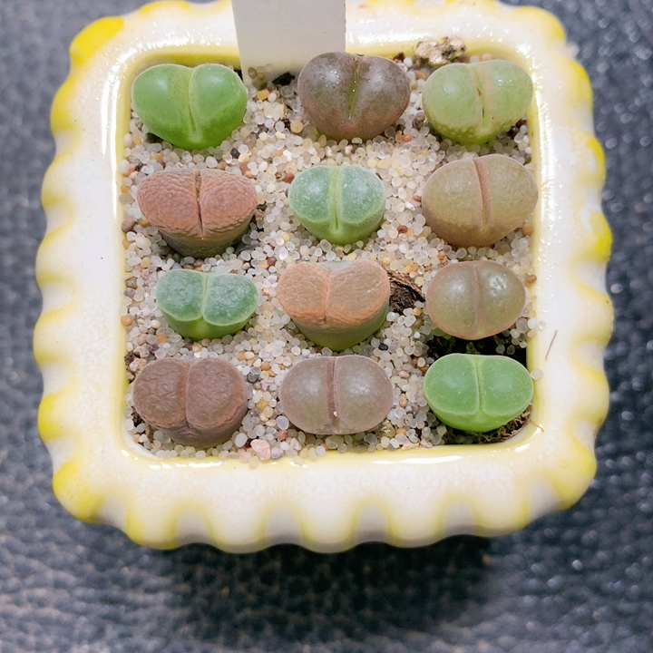 24.20风铃一组 送盆 脱土发