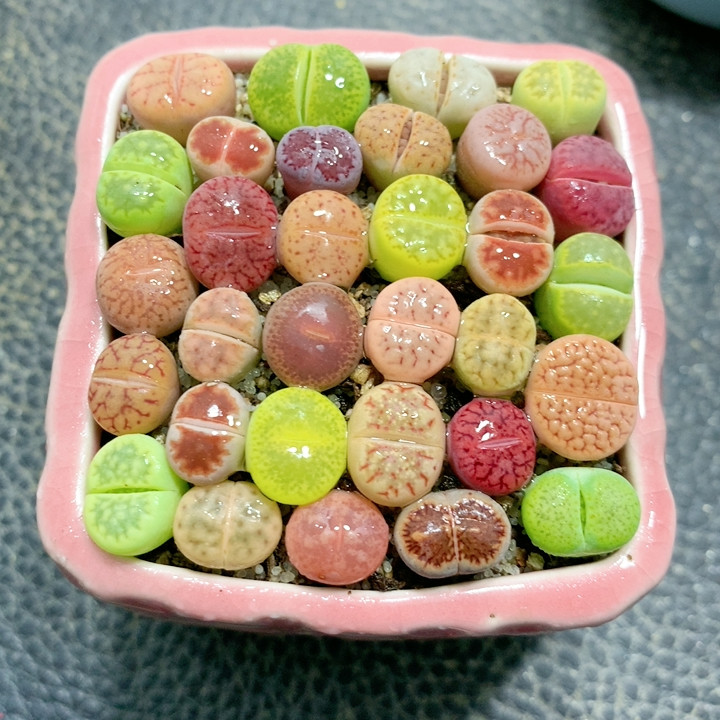 25-114彩套带盆,鲜花速递/花卉仿真/绿植园艺,多肉植物,淘宝优惠券,粉丝福利购,淘宝优惠卷