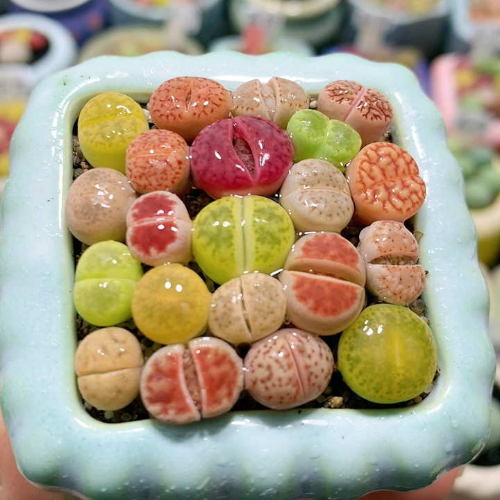 26-66彩套带盆,鲜花速递/花卉仿真/绿植园艺,多肉植物,淘宝优惠券,粉丝福利购,淘宝优惠卷