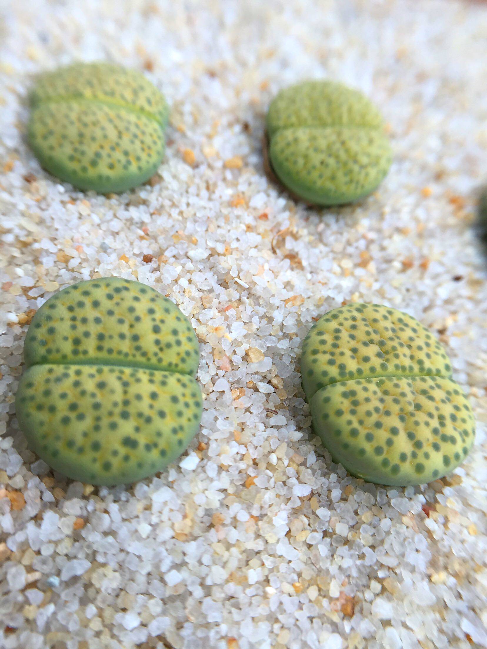 生石花c363 黄微纹