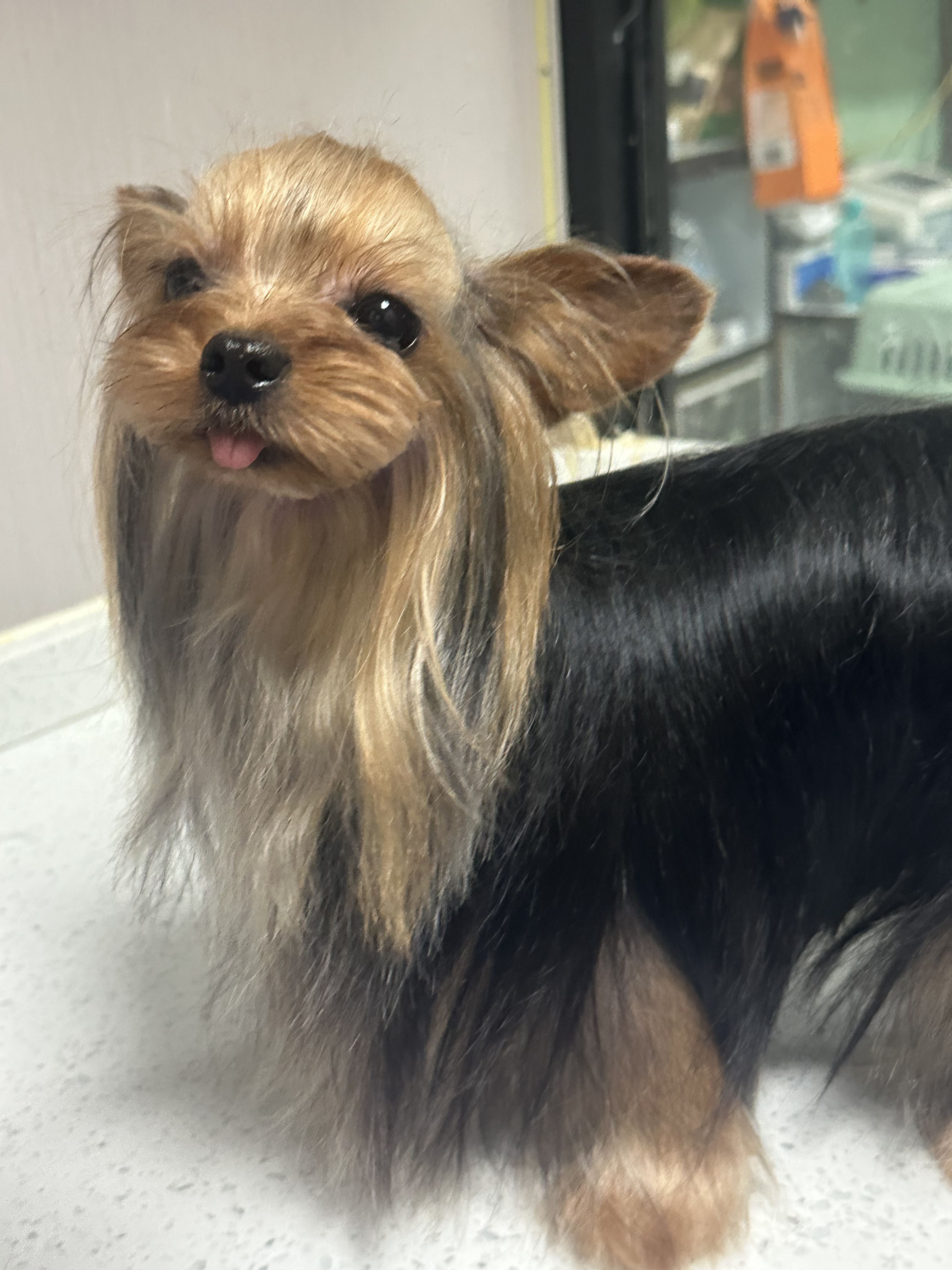约克夏幼犬纯种活体犬宠物狗超金头银背赛级茶杯训练