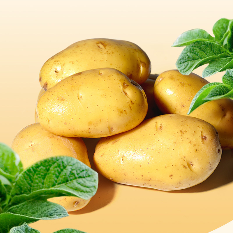 徐州特产新鲜土豆农家产山东土豆条新鲜蔬菜马铃薯荷兰土豆1000g