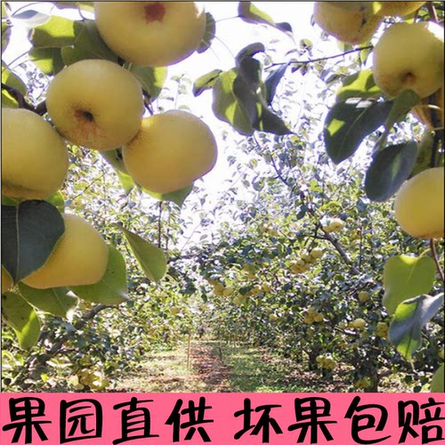 安徽正宗砀山酥梨10斤包邮农家