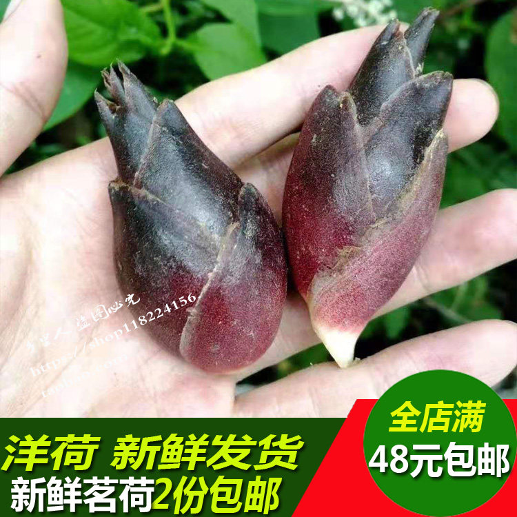 洋荷姜新鲜洋火野生茗荷湖南湘西沅陵特产新鲜现摘阳荷2斤包邮