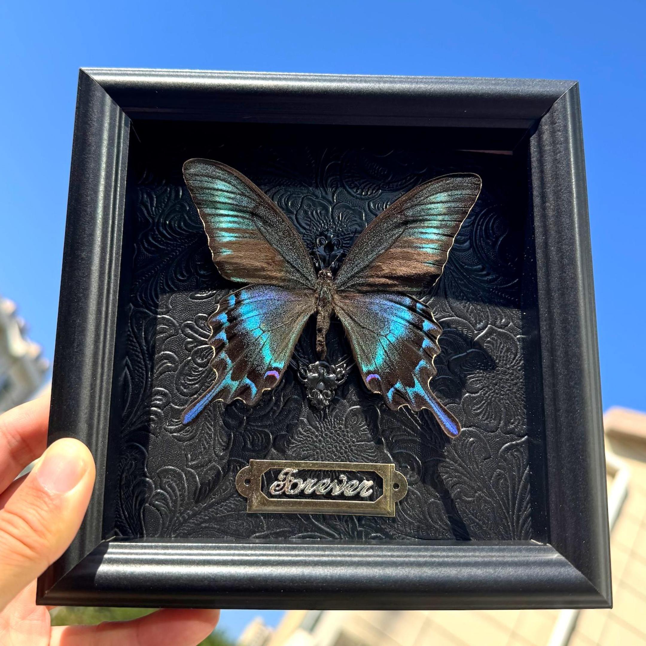 蝶仙子蝴蝶标本相框送礼袋贺卡