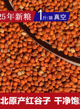 辽宁新红粟谷带壳25年鹦鹉