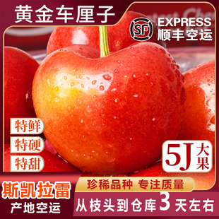 4j智利斯凯拉雷黄金车厘子Skylar Rae礼盒新鲜樱桃孕妇5j天空之城