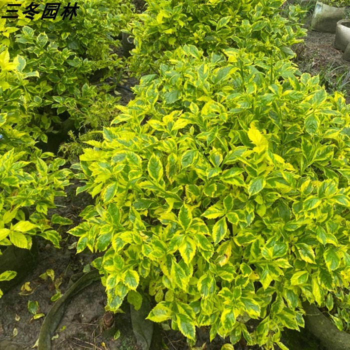 连翘落叶灌木花叶金叶假金钟花色块苗黄金条叶黄老虎毛球绿化苗木