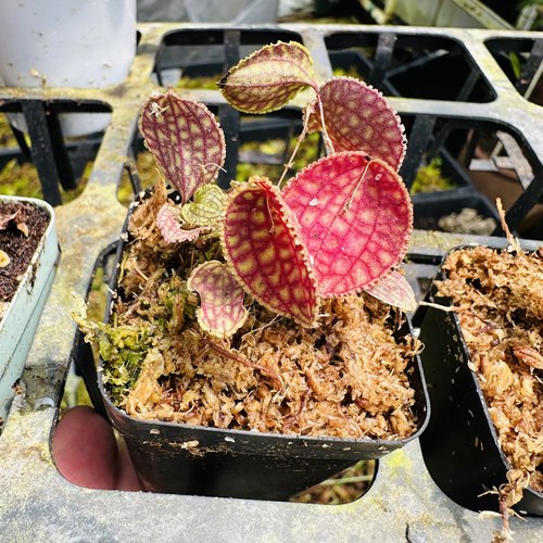 南美兰花丽斑兰Lepanthes calodictyon c网格50一片叶雨林缸植物
