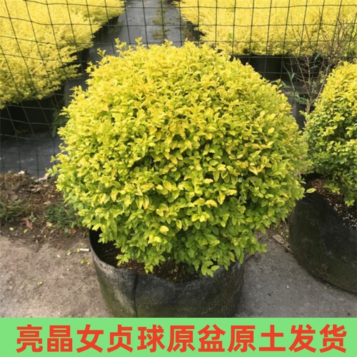 亮晶女贞落地球别墅庭院花境植物四季常青耐热耐寒亮金女贞落地锥