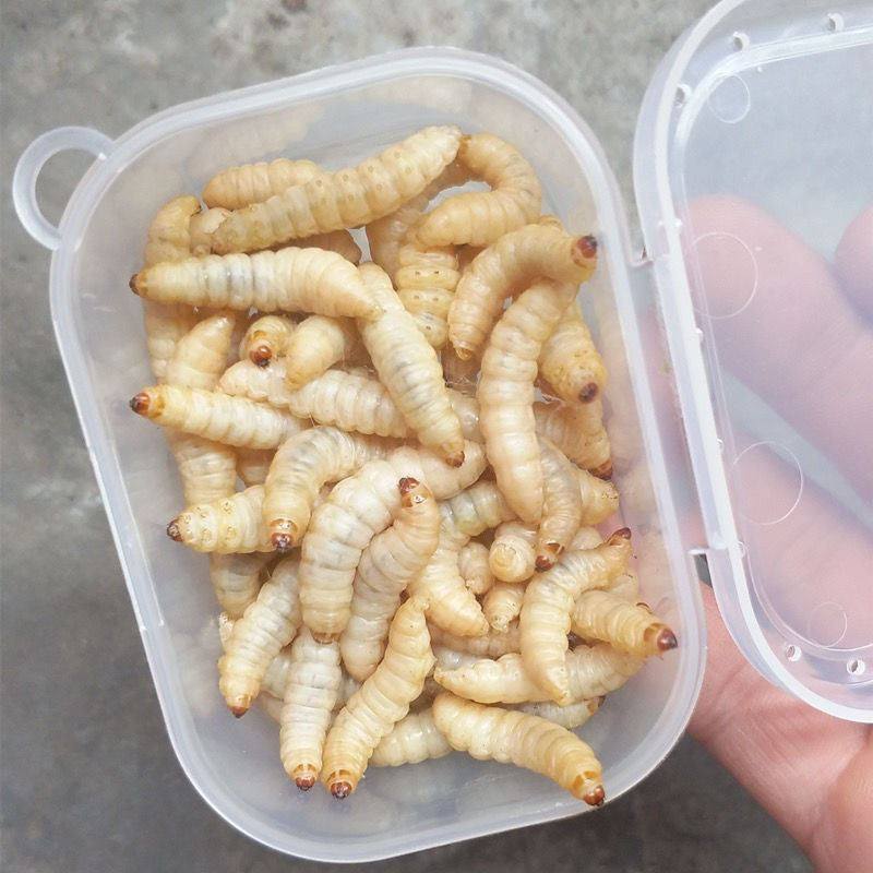 黑水虻幼虫活体鱼饵黄骨鱼鲫鱼鲶鱼鳊鱼鲤鱼活饵乌龟八哥蚯蚓活饵