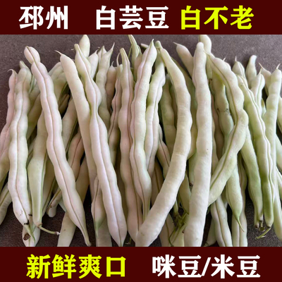 新鲜邳州白不老豆角农家自种现摘现发白芸豆角农家自种现摘现发
