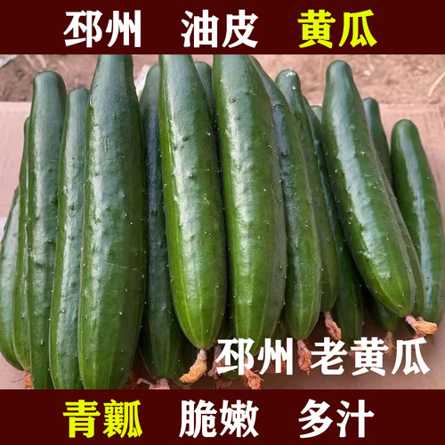邳州徐州新鲜油皮黄瓜现摘现发脆甜多汁老黄花青瓤新鲜黄花