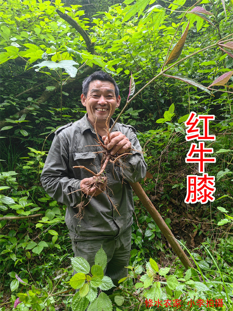 中药材红牛膝 别名:铁牛膝 杜牛膝 土牛膝 新鲜 干货250克