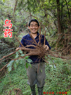 野生中药材乌药 别名：天台乌 矮樟 香桂樟 班皮柴 新鲜干货500克