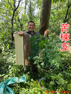 中药材苦楝皮 楝木皮 楝树枝皮 野生苦楝树皮 川楝皮 干货500克