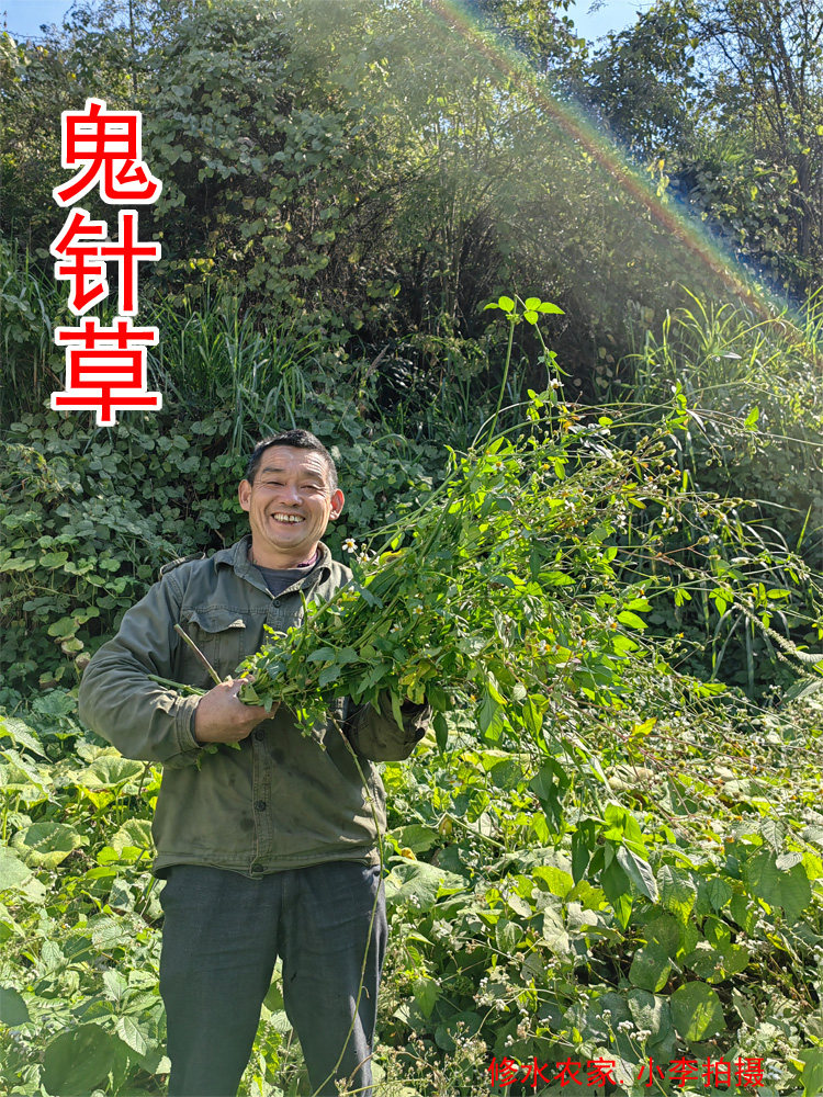 中药材三叶鬼针草 别名:一包针 豆渣草 细毛鬼针草 新鲜干货250g