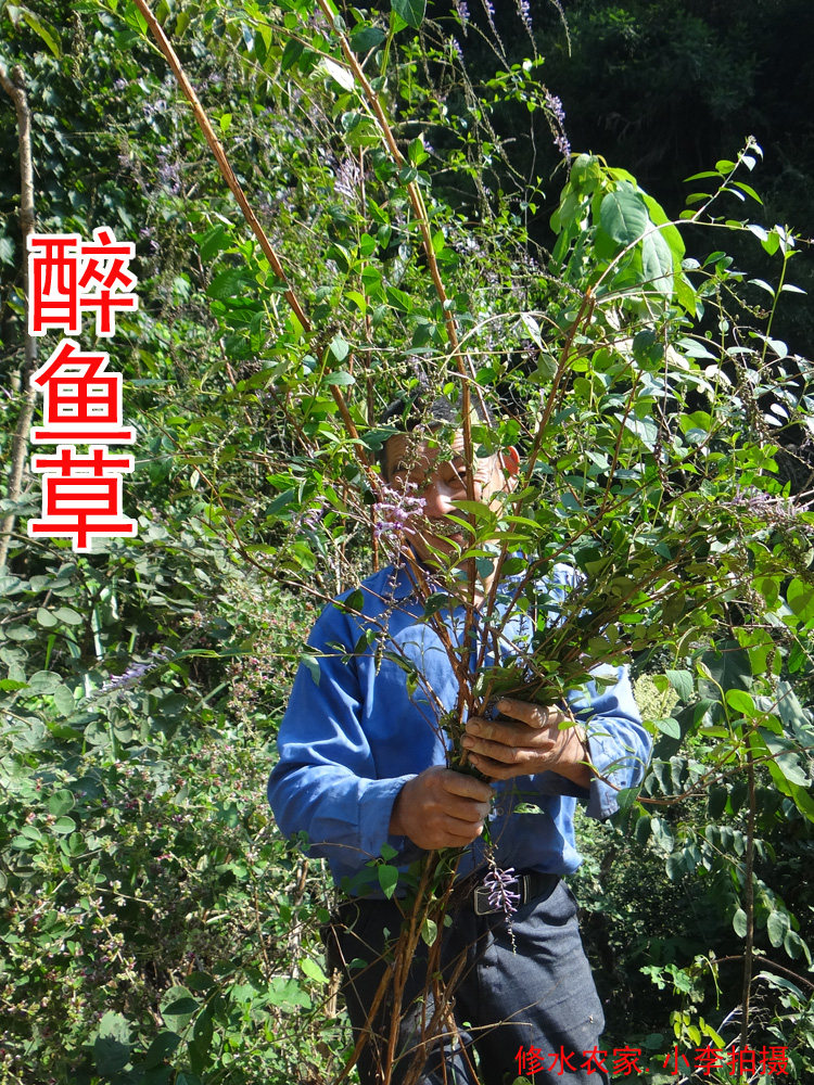 中药材醉鱼草 别名:闹鱼花 鱼尾草 痒见消 新鲜干货500g 包邮