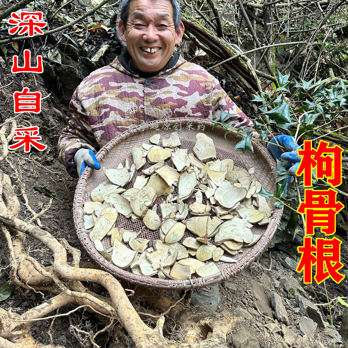 野生枸骨根 中药材猫儿刺树根 八角刺根 新鲜切片晒干 500克 纯根
