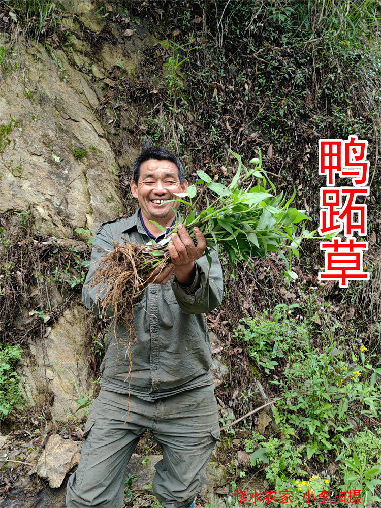 中药材鸭跖草 别名:竹节菜 鸭鹊草 蓝花菜 翠蝴蝶 新鲜干货250克