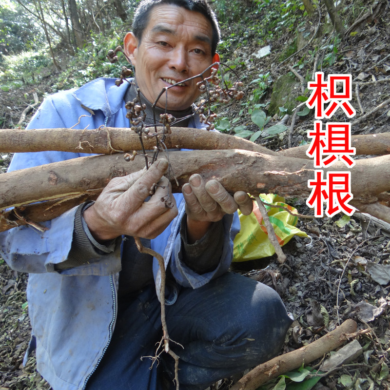 野生万寿果树根 中药材枳椇根 拐枣根 鸡爪梨树根 新鲜晒干 500克
