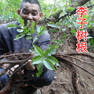李子树根 中药材李根 山李树根 纯根 新鲜切片晒干 500g
