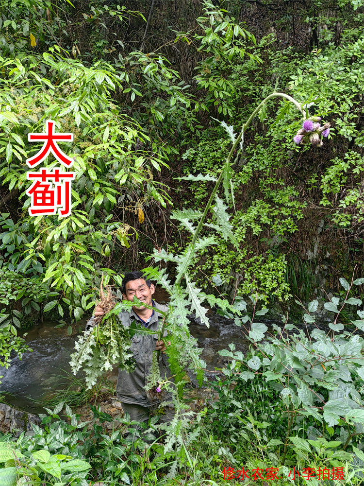 中药材大蓟 别名:将军草 牛口刺 马刺草 新鲜干货250克