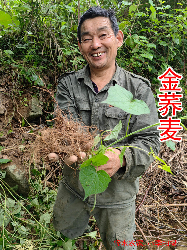 中药材金荞麦 别名:野荞麦 荞麦三七 苦荞头 新鲜 干片250克