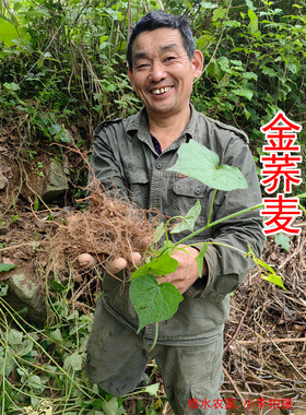 中药材金荞麦 别名：野荞麦 荞麦三七 苦荞头 新鲜 干片250克