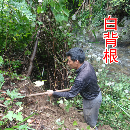 野生白背叶根 中药材白背根 白膜根 白朴根 新鲜切片晒干500克
